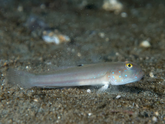 Sleeper Blue Dot Goby