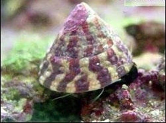 Snail - Reef Aquaria