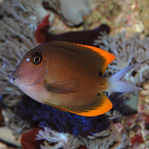 Tomini Surgeonfish - Reef Aquaria