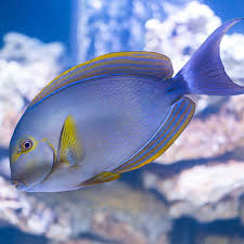 Yellowfin Tang - Reef Aquaria